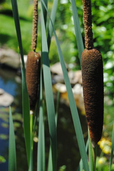 Typha latifolia, Breitblättriger Rohrkolben, ca. 9x9 cm Topf