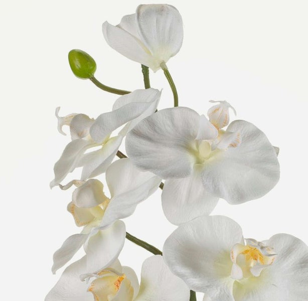 Detailaufnahme der großen grünen Blätter einer Alocasia Pflanze mit deutlich sichtbaren Blattadern.