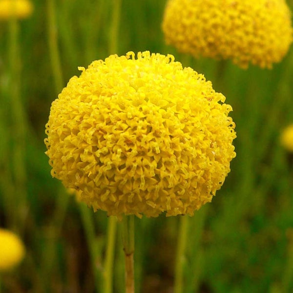 Nahaufnahme einer Trommelstock-Blume