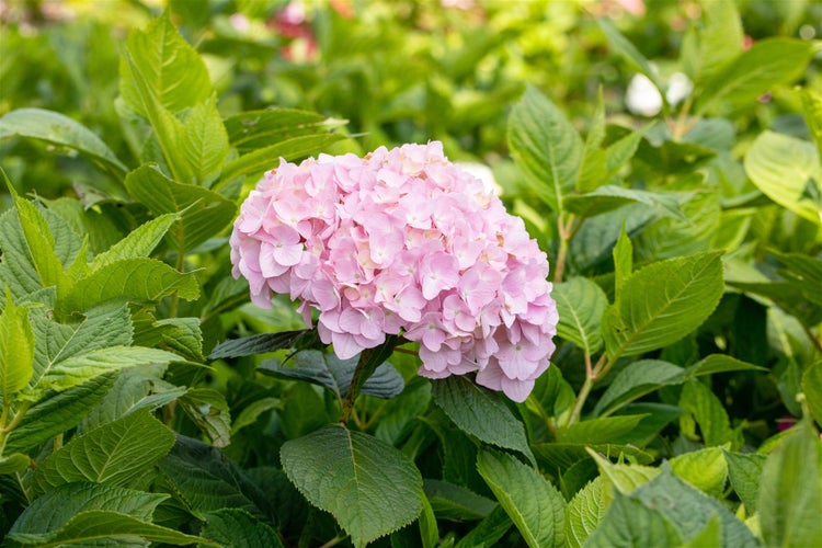 Nahaufnahme einer Tellerhortensie mit Blüten und Blättern