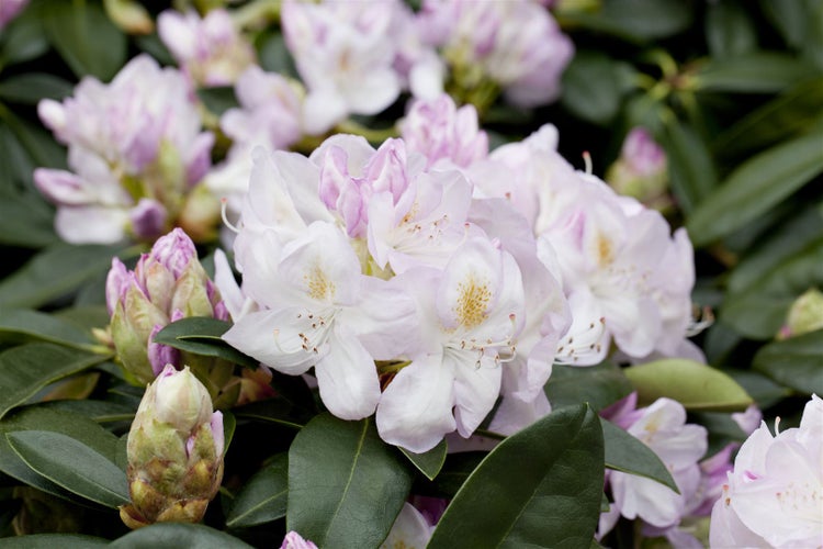 Rhododendron Hybr. 'Gomer Waterer', Rhododendron, weiß-rosa, 30–40 cm