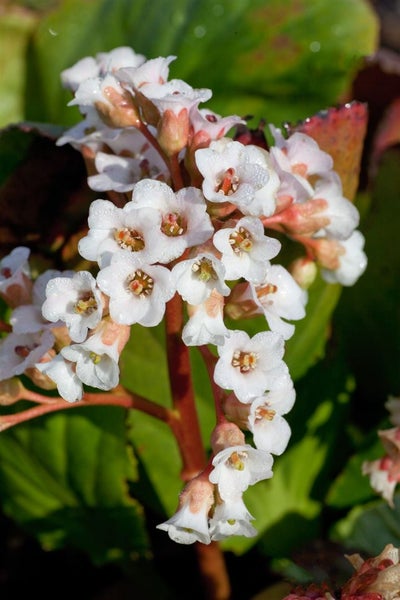 Bergenia stracheyi 'Brahms', Riesensteinbrech, rosa Blüten, ca. 11x11 cm Topf