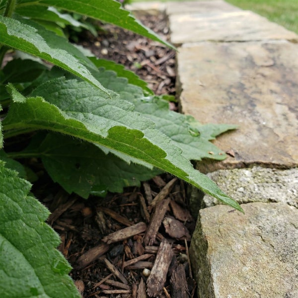 Nahaufnahme eines Gartenbeets mit grünen Pflanzenblättern, Rindenmulch und einer Natursteinbegrenzung.