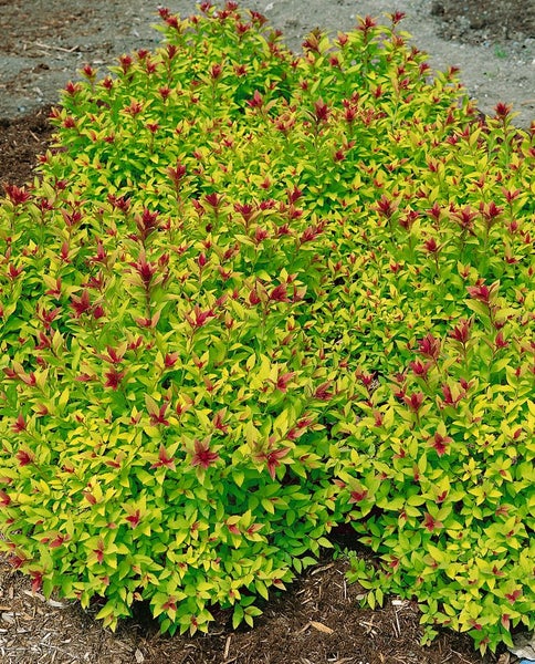 Spiraea japonica 'Magic Carpet', Japanische Spiere, 25–30 cm, buntlaubig