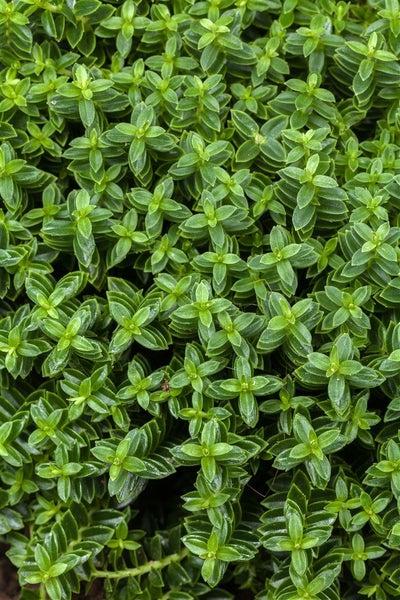 Hebe 'Cobb Valley', Strauchveronika, kompakt, 10–15 cm