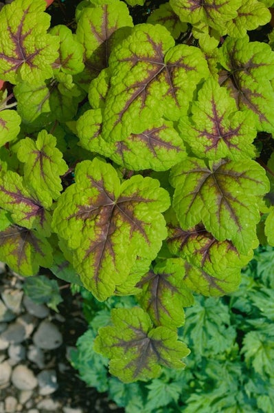 Heucherella 'Stoplight', Schaumglöckchen, gelb-rot, ca. 9x9 cm Topf