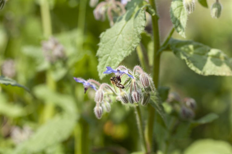 Nahaufnahme einer Borretschblüte mit einer Biene.