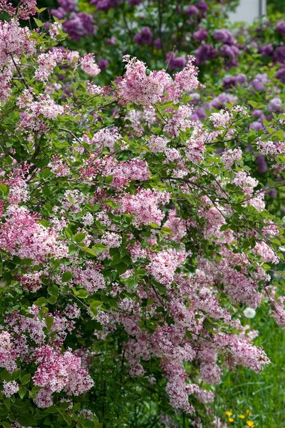 Syringa microphylla 'Superba', Zwergflieder, rosa Blüten, 60–80 cm