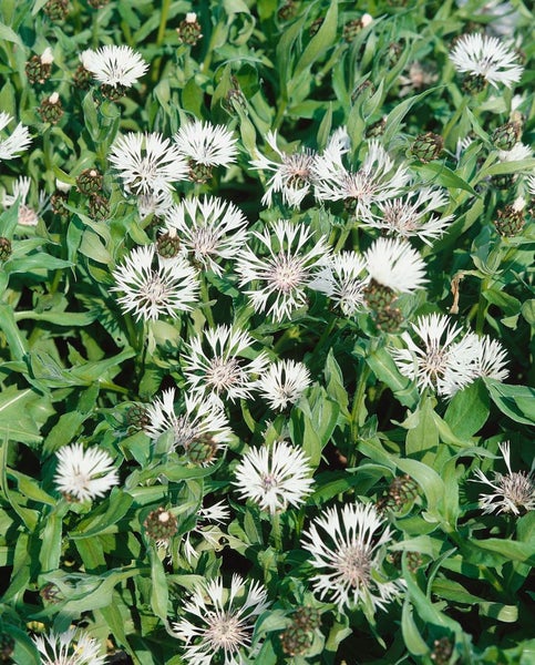 Centaurea montana 'Alba', Berg-Flockenblume, weiß, ca. 9x9 cm Topf