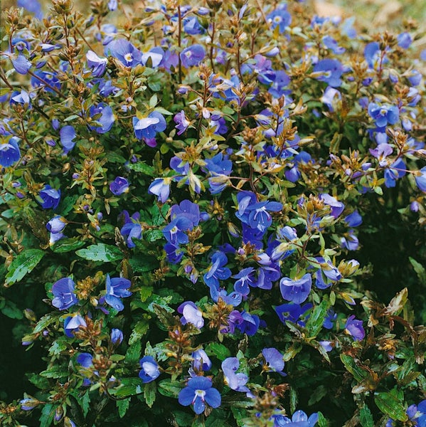 Veronica umbrosa 'Georgia Blue', Ehrenpreis, blau, ca. 9x9 cm Topf