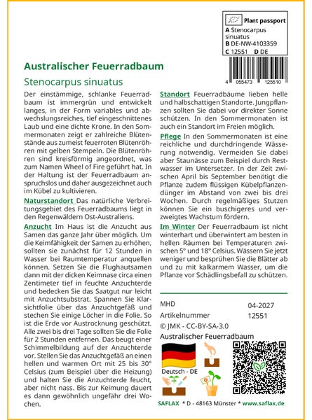 SAFLAX Geschenk Set - Australischer Feuerradbaum - Stenocarpus sinuatus - 20 Samen - Mit Geschenkbox, Versandaufkleber, Geschenkkarte und Anzuchtsubstrat