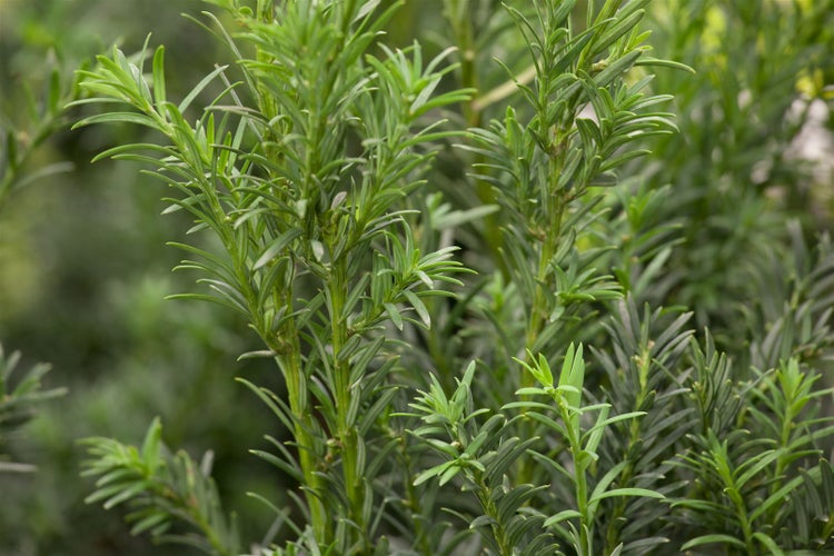 Taxus baccata 'Schwarzgrün', Eibe, dunkelgrün, 25–30 cm