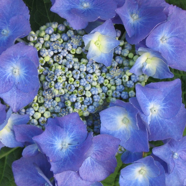 Nahaufnahme einer Hortensienblüte
