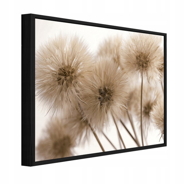 Gerahmtes Wandbild mit einer Nahaufnahme von flauschigen Löwenzahn-Samenständen in Sepia-Tönen und einem schwarzen Rahmen.