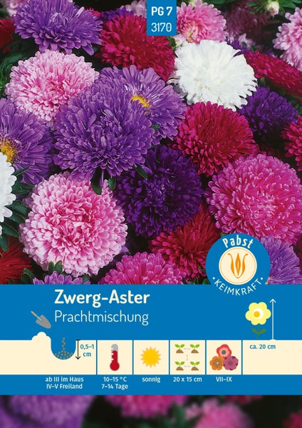 Rückseite einer Samentüte für Callistephus chinensis Zwerg-Aster Prachtmischung von Carl Pabst mit Anbauhinweisen zu Aussaat und Pflege.