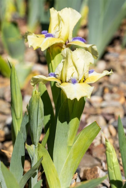 Iris x barb.-nana 'Stockholm', Zwergiris, blau, ca. 9x9 cm Topf