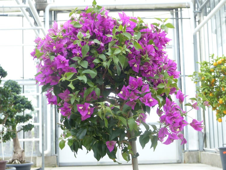 Bougainvillea mit violetten Hochblättern und grünen Blättern in einem hellen Gewächshaus.