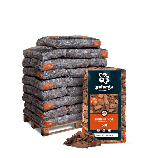 Euphorbia-Pflanze im Topf mit gestreiften Blättern und Stacheln