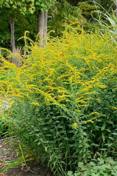 Solidago rugosa 'Fireworks', Goldrute, leuchtend gelb, ca. 9x9 cm Topf