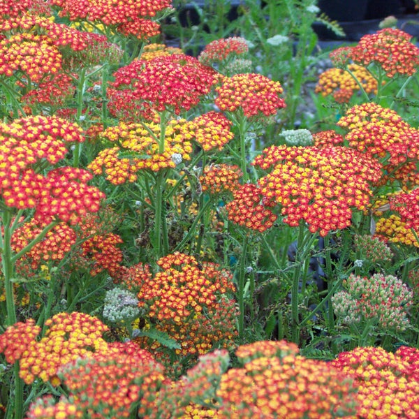 Nahaufnahme von Schafgarbenblüten mit kleinen Blütenköpfen