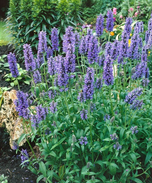 Blühende Katzenminze im Gartenbeet