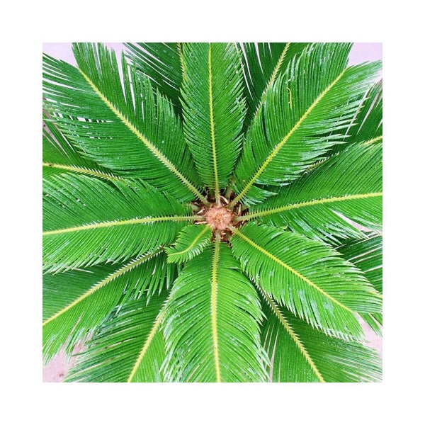 Draufsicht auf eine Sagopalme Cycas revoluta mit strahlenförmig angeordneten grünen Wedeln.