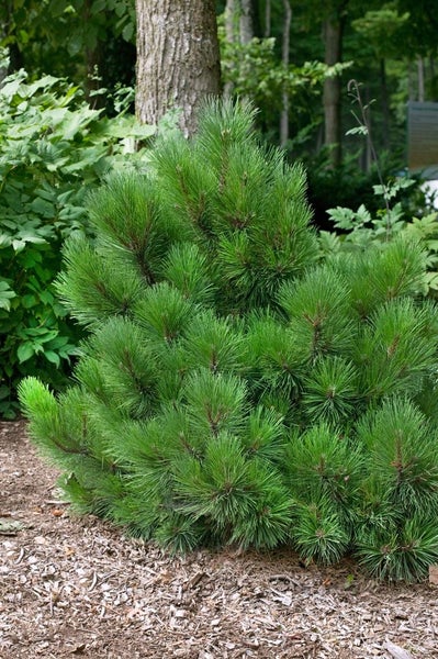 Pinus resinosa 'Pillnitz', Rot-Kiefer, kompakt, 25–30 cm
