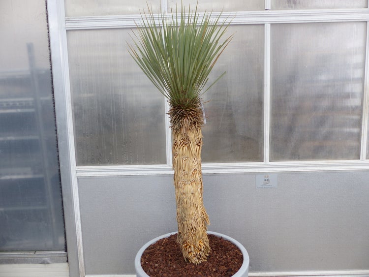 Yucca Rostrata  Mexico, Palme, 170 cm, Stamm 78 cm winterhart