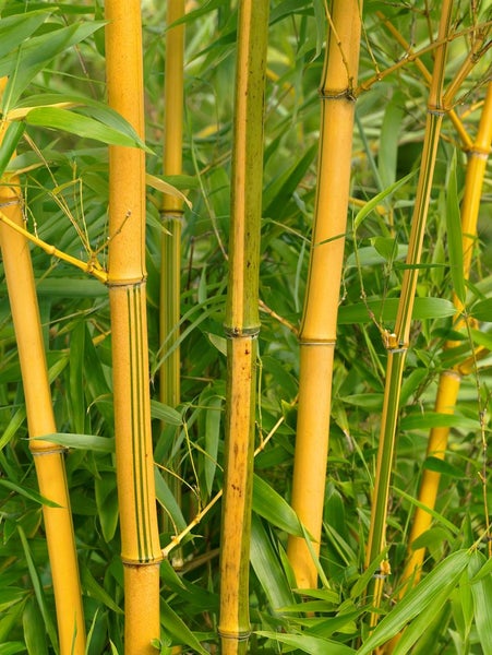 Phyllostachys vivax 'Aureocaulis', Bambus, gelb, 100-150 cm