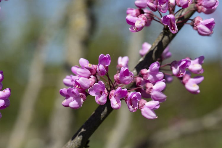 Nahaufnahme eines blühenden Judasbaums Zweiges mit zahlreichen kleinen Blüten