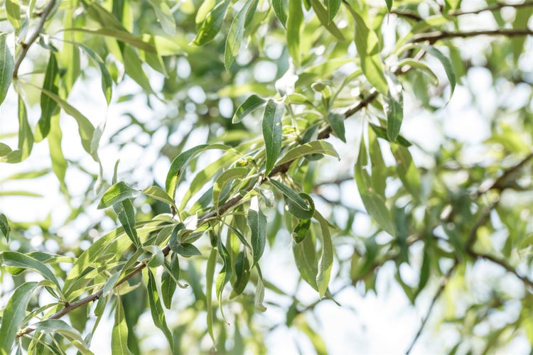 Zweig einer Silberweide mit lanzettlichen Blättern und feinen Ästen als Nahaufnahme im Garten