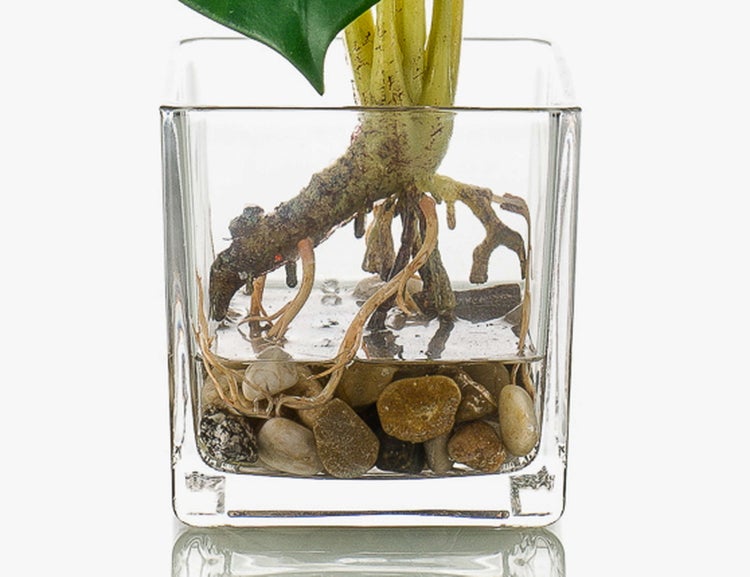 Nahaufnahme von Pflanzenwurzeln in einer quadratischen Glasvase mit Wasser und Steinen.