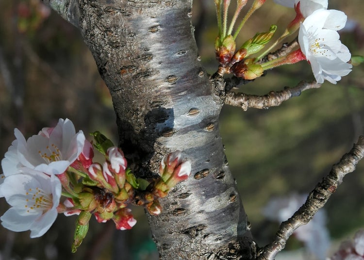 SAFLAX Garden in the bag - Japanische Blütenkirsche - Prunus serrulata - 30 Samen - Mit Anzuchtsubstrat im praktischen, selbst aufstellenden Beutel