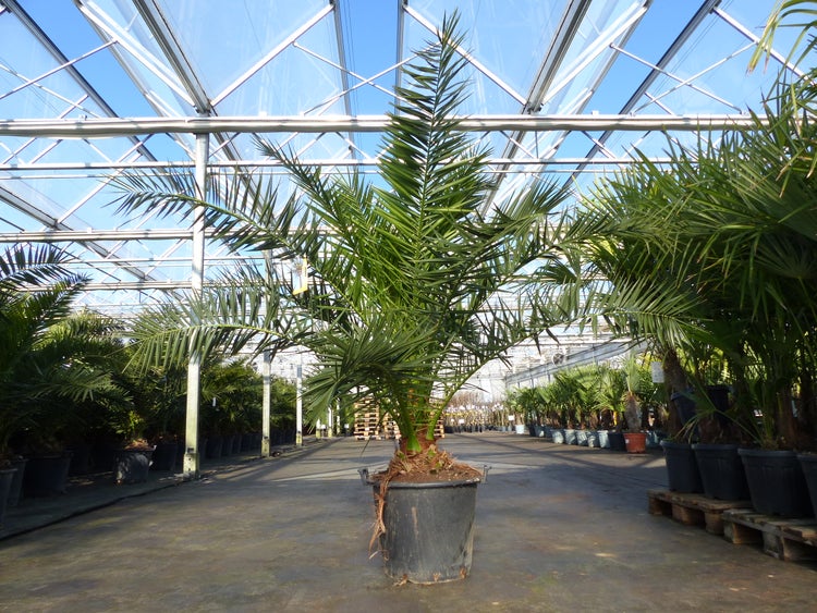 Kanarische Dattelpalme Phoenix canariensis im schwarzen Kunststofftopf, in einem hellen und organisierten Gewächshaus mit Glasdach.