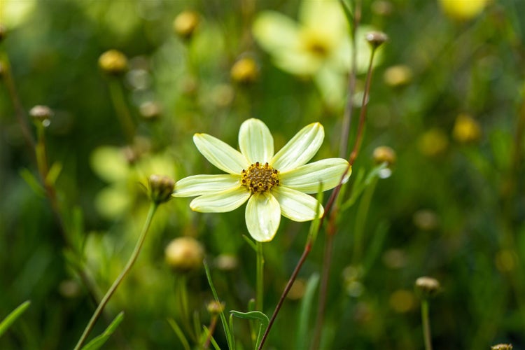 Blüte im Gartenbeet