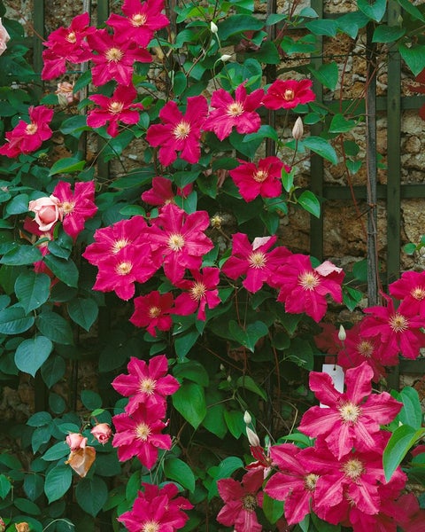 Clematis Hybride 'Ernest Markham', Waldrebe, purpurrot, 100–150 cm