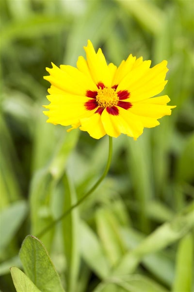 Coreopsis lanceolata 'Sterntaler', Mädchenauge, gelb, ca. 9x9 cm Topf