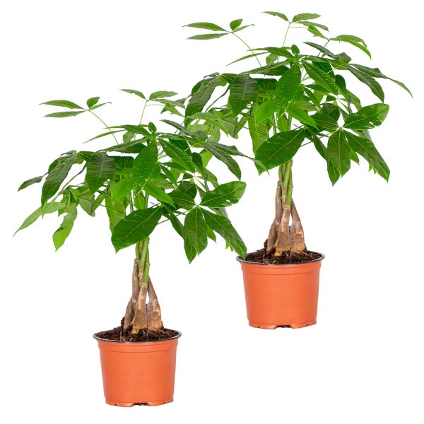 2x Pachira Aquatica - Geldbaum - Zimmerpflanze - Pflegefreundlich – ⌀12 cm - ↕25-35 cm