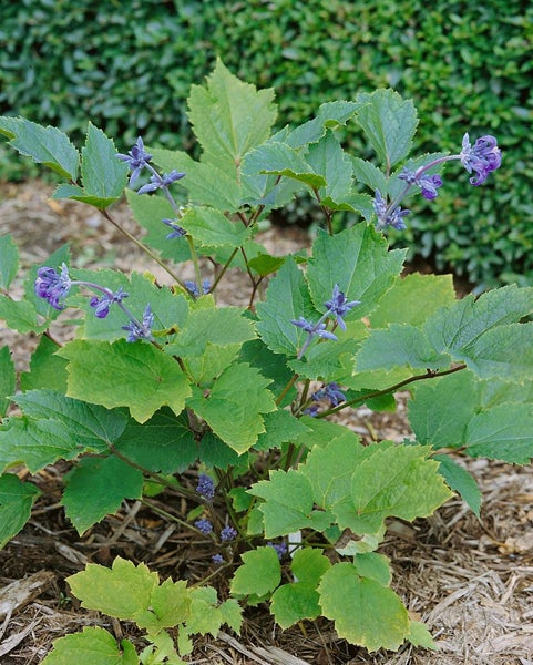 Clematis heracleifolia, Duft-Waldrebe, blau, 60–100 cm