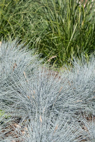 Festuca glauca 'Elijah Blue', Blauschwingel, ca. 9x9 cm Topf