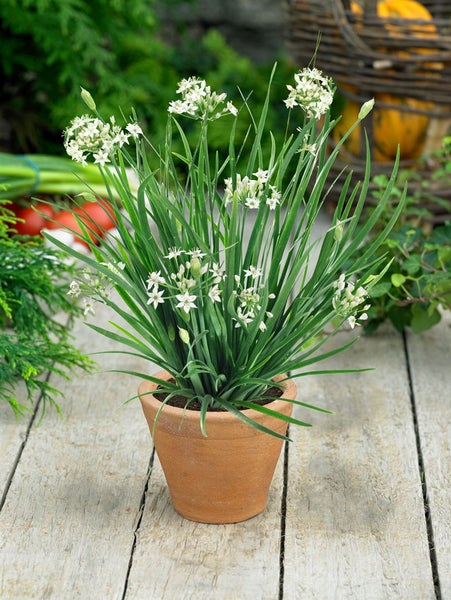 Allium tuberosum, Schnittknoblauch, weißblühend, ca. 9x9 cm Topf