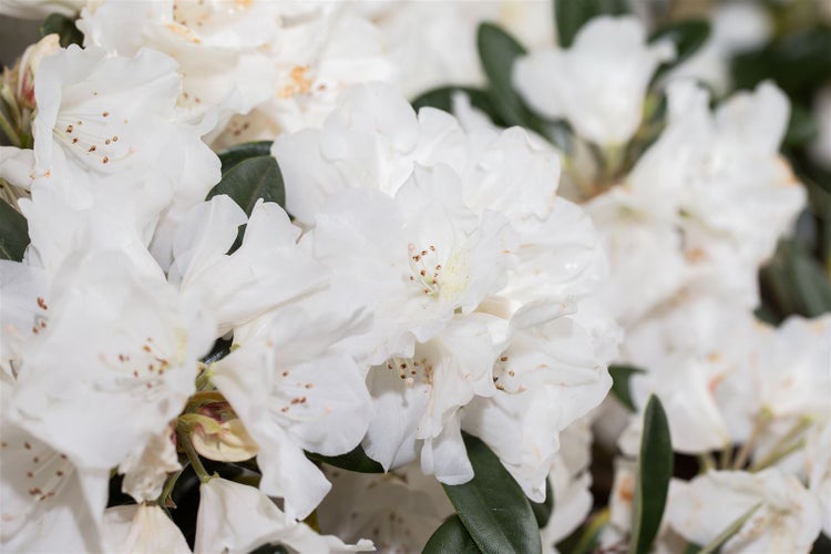 Rhododendron roxieanum var. oreonastes, immergrün, 30–40 cm