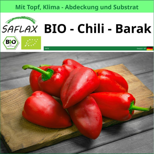 SAFLAX Garden to go - BIO - Chili - Barak - Capsicum annuum - 15 Samen - Mit Topf, Klima - Deckel und Anzuchtsubstrat