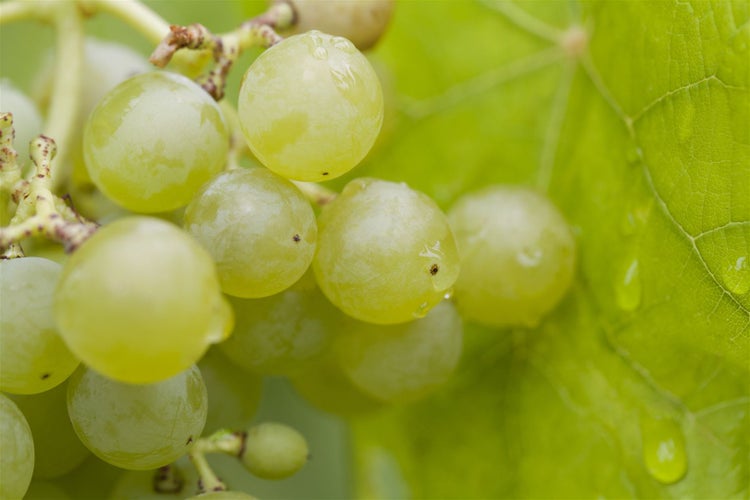 Vitis vinifera 'Romulus', Weinrebe, 80–100 cm