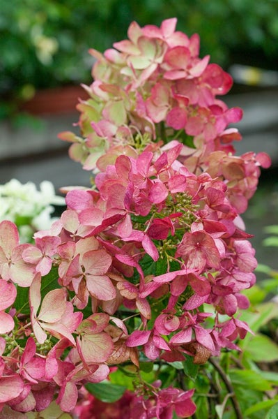 Hydrangea paniculata 'Mega Mindy', Rispenhortensie, rosa-weiß, 40–60 cm