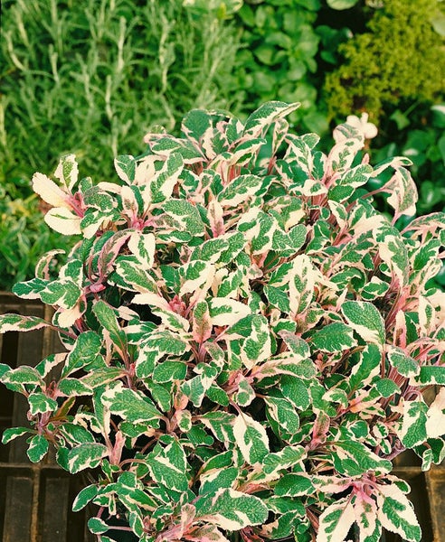 Salvia officinalis 'Tricolor', Bunter Salbei, ca. 9x9 cm Topf