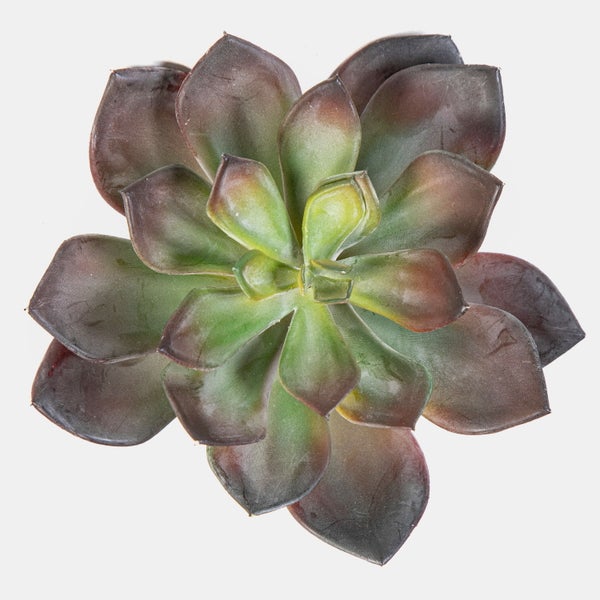 Sukkulente Echeveria mit dunkelvioletten und grünen fleischigen Blättern in Rosettenform in der Draufsicht.