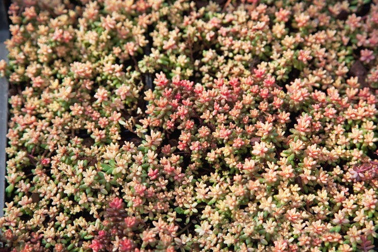 Sedum album 'Murale', Teppichsedum, rötlich, ca. 9x9 cm Topf