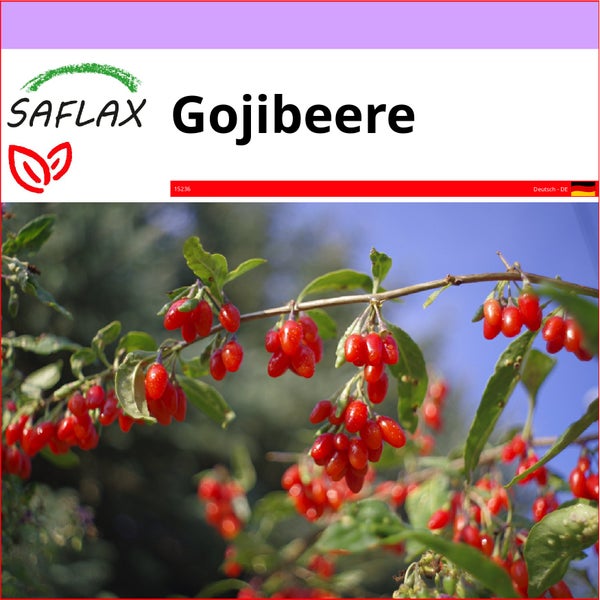 SAFLAX  - Gojibeere - Lycium chinensis - 200 Samen