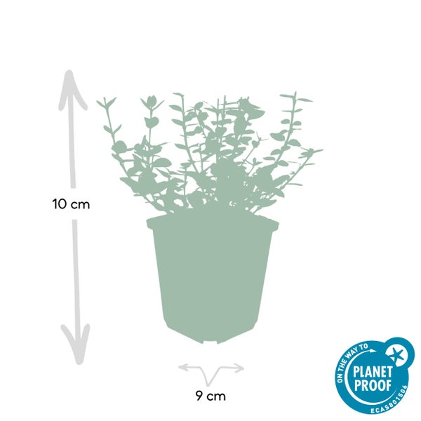 Bodendecker - Kriechspindel - Euonymus fortunei 'Emerald Gaiety' - 9cm Topf - Set mit 6 Pflanzen